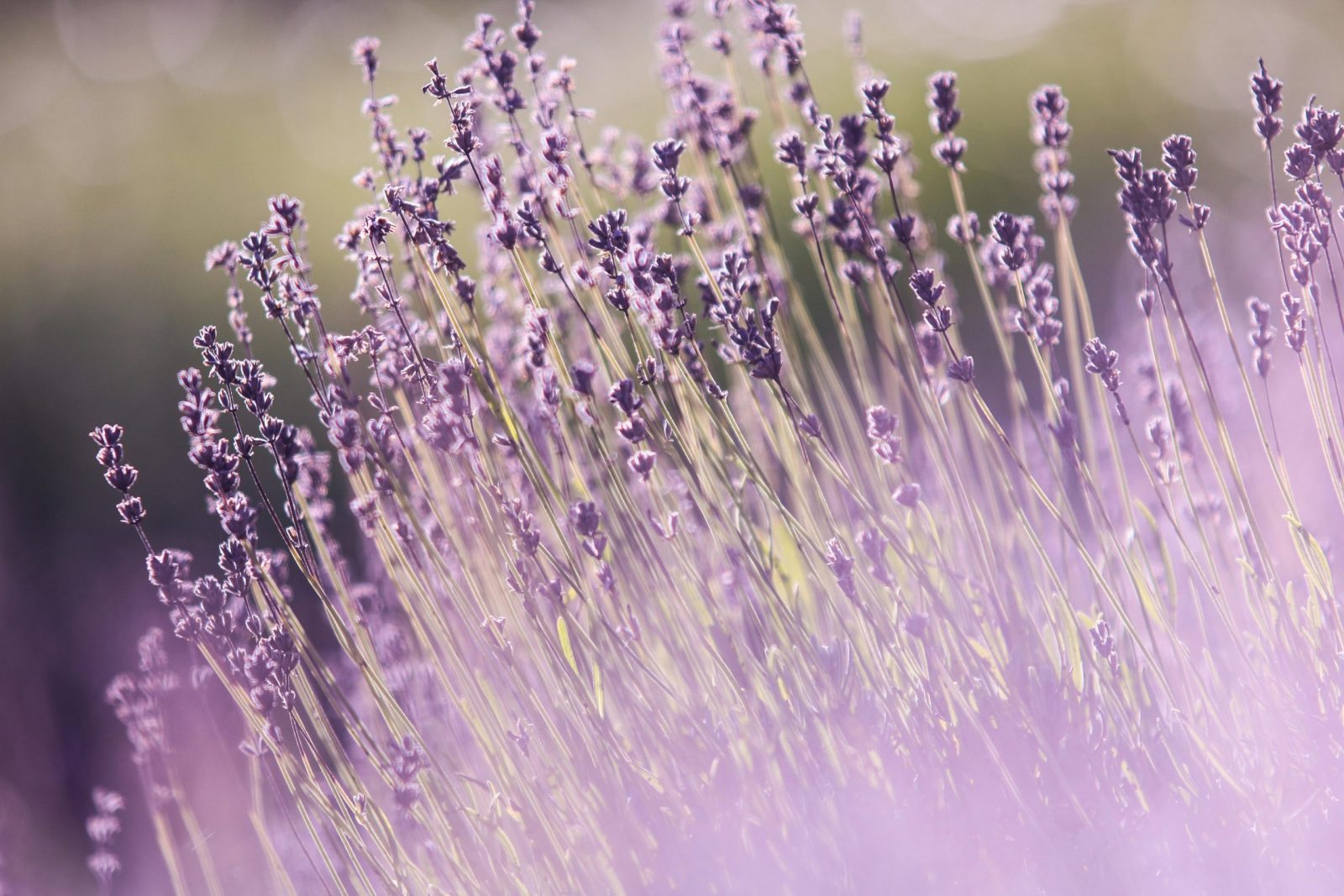 Vibrant lavender field in full bloom on a sunny summer day. Perfect for nature lovers.
