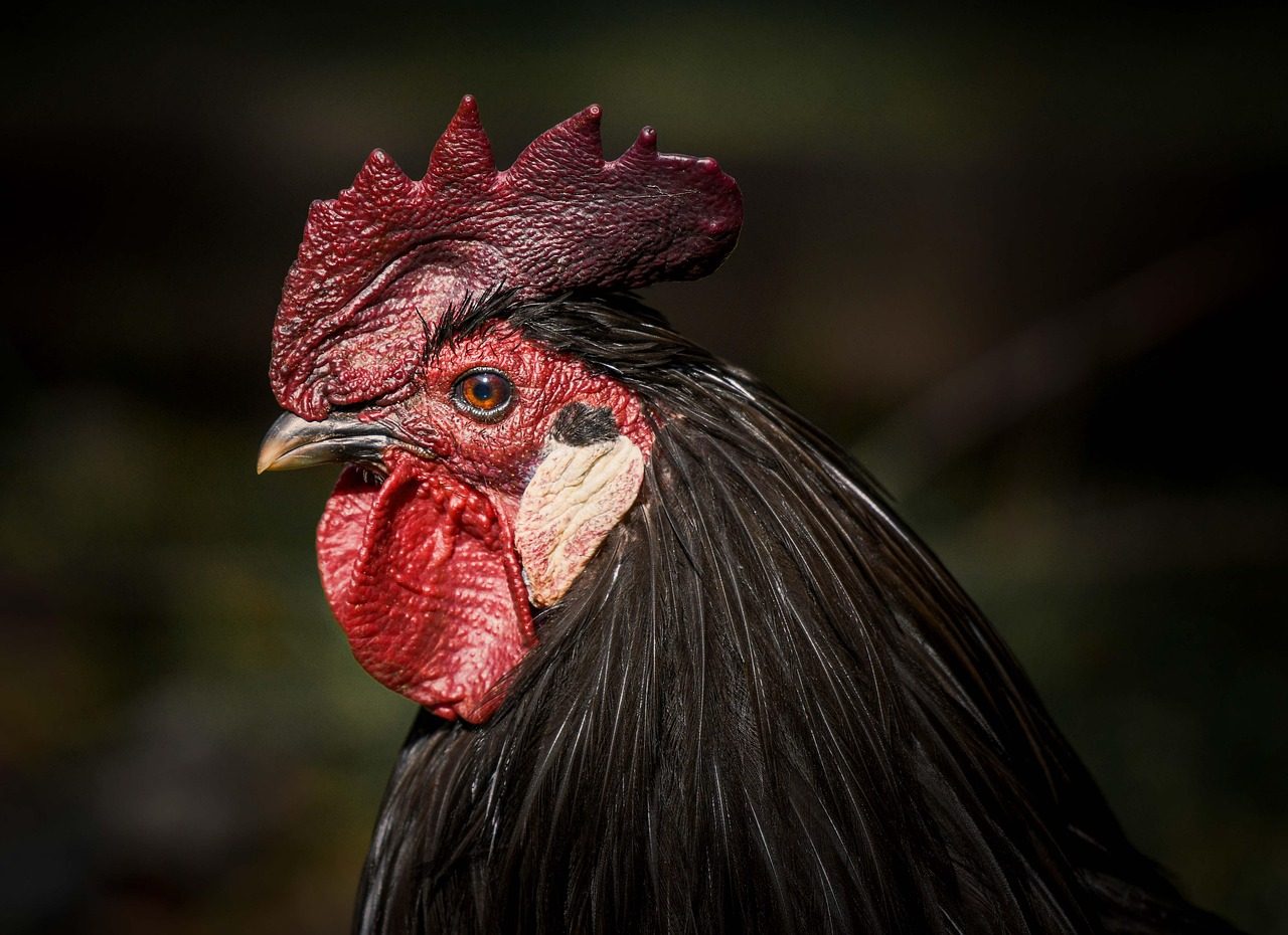 chicken, bird, black hen, close-up, head, nature, rooster